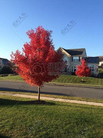 阳光明媚红色树木秋天秋天绿色户外秋天颜色郊区