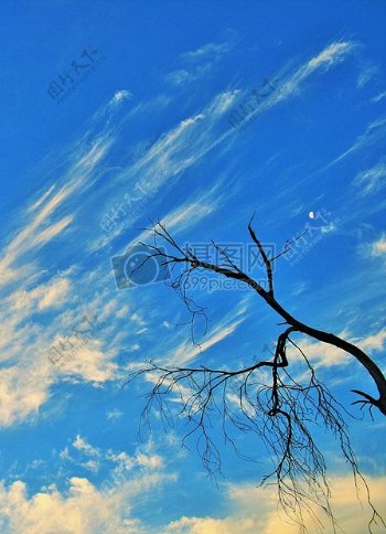 蓝天下的枯树
