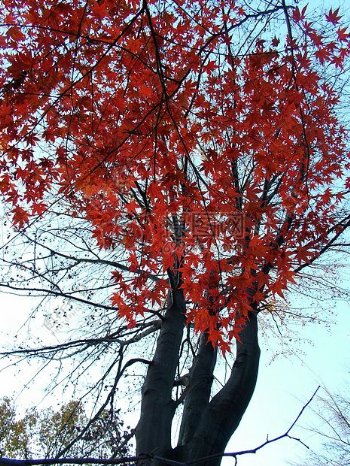 秋季的红色枫叶