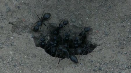 蚂蚁昆虫视频素材