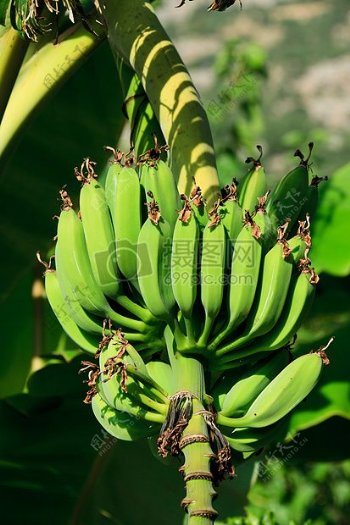 绿色新鲜的香蕉