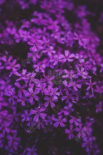 小紫的花朵