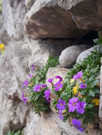 花石头灰色紫色花
