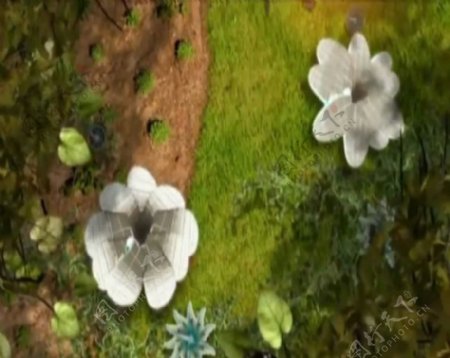 植物鲜花动态绽放视频实拍素材