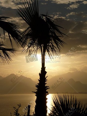 椰子树剪影照片除了水的身体