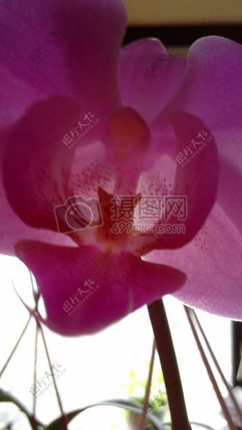 紫色花Orchidea的