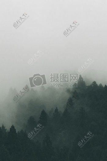 树木覆盖雾