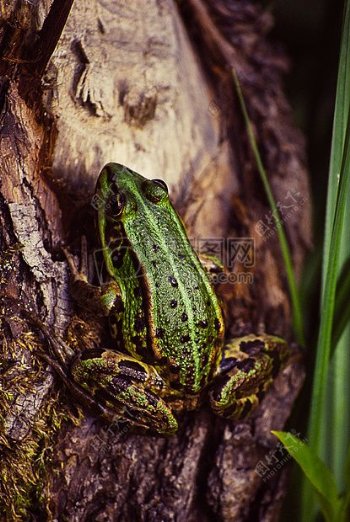 自然动物树木绿色青蛙蟾蜍