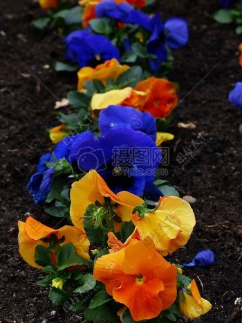 颜色各异的花卉植物