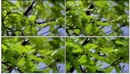 树叶实拍视频素材
