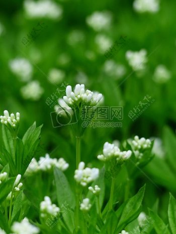 绿植上的白色花蕾