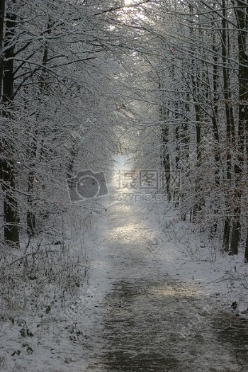 美丽雪景中的森林