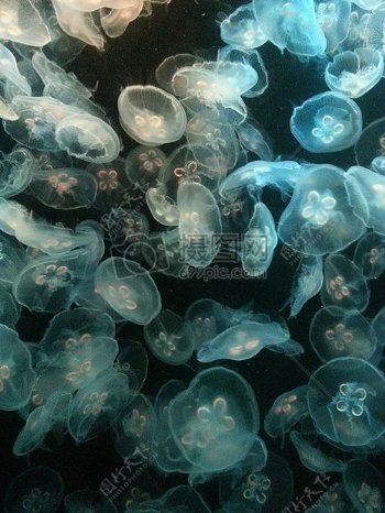 漂亮的透明水母