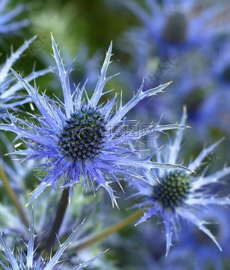 蓝色园林植物花卉奇怪的不寻常的使用费免费的高低不平海冬青花刺