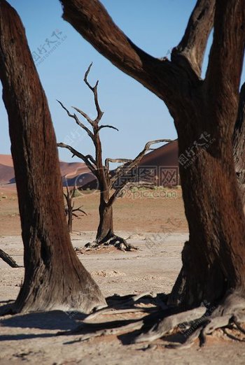 干旱的非洲沙漠
