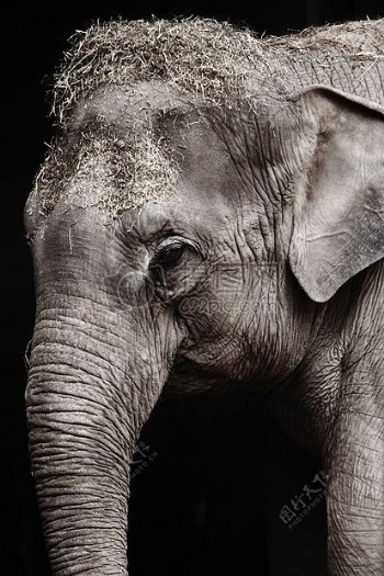 大象的灰度照片