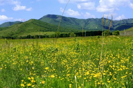 内蒙古扎鲁特风景