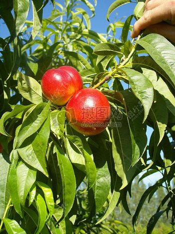 红苹果树
