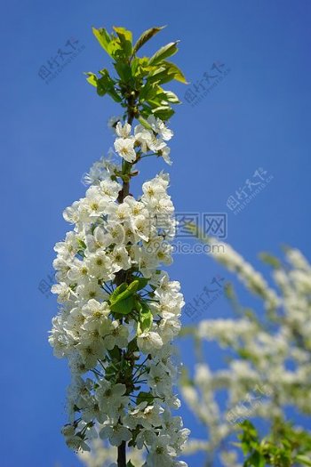 美丽的白色花朵