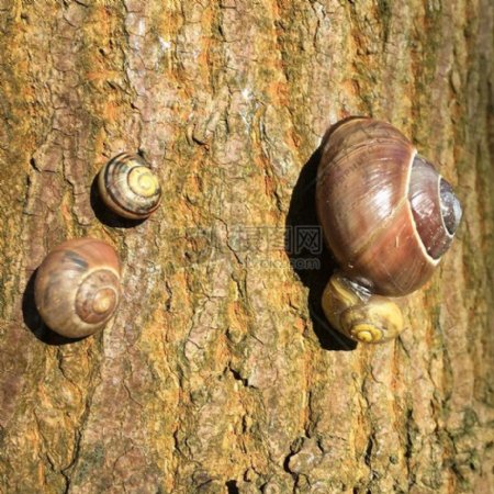 树上的蜗牛群
