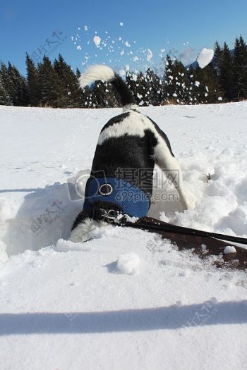 头埋在雪里的狗