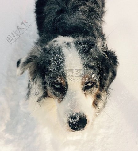 雪地里的狗狗