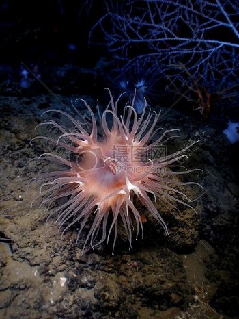 深海里的生物