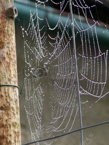 铁丝上的蜘蛛网