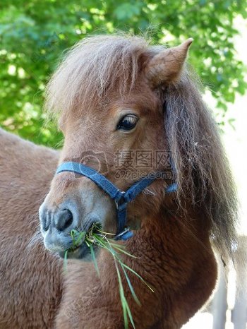 小马正在吃草