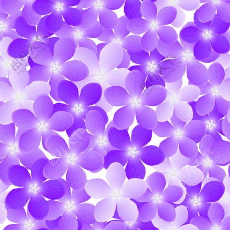 紫色花背景素材