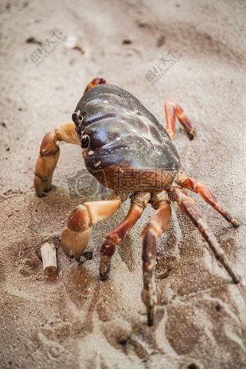 沙滩上行走的螃蟹