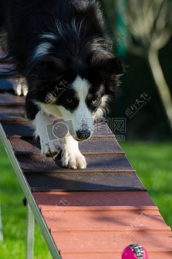 木板上的小狗