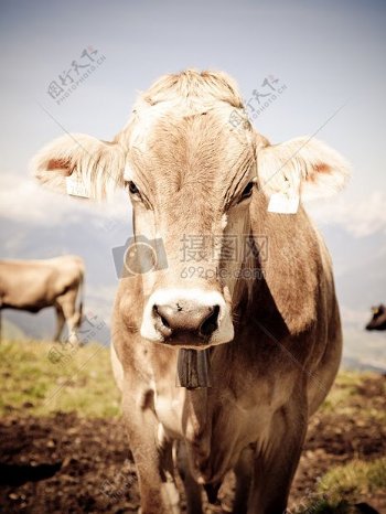 可爱的棕色奶牛