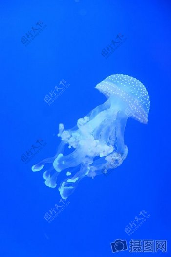 深海里的水母