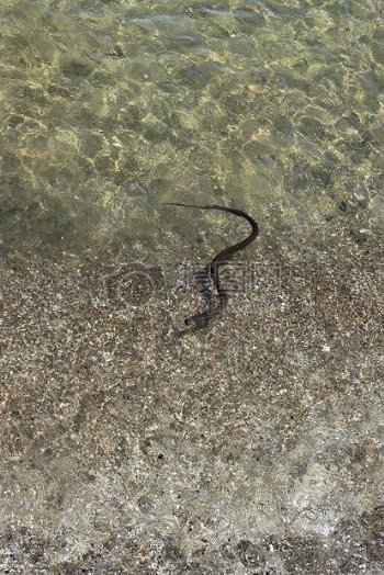 水中游泳的海滩蛇