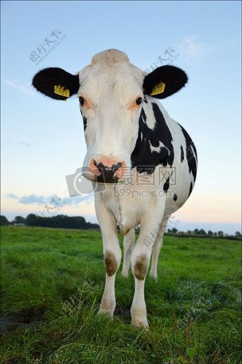 乡村农场的奶牛