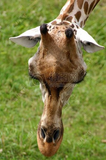 一只吃草的长颈鹿