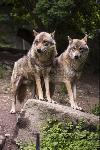 森林中的两只狼