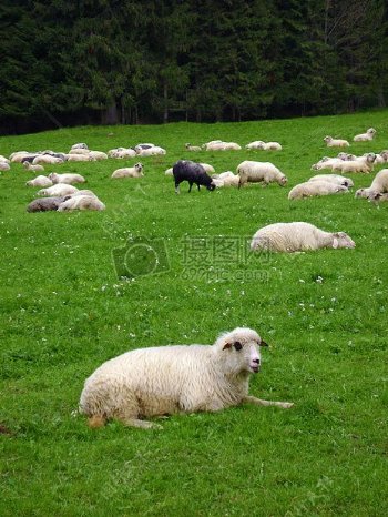 草地上的山羊