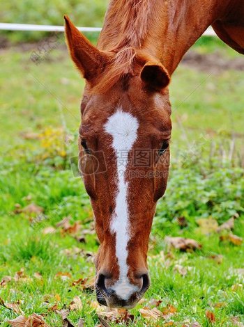 马动物骑Reiterhof布朗耦合草地叶子秋季