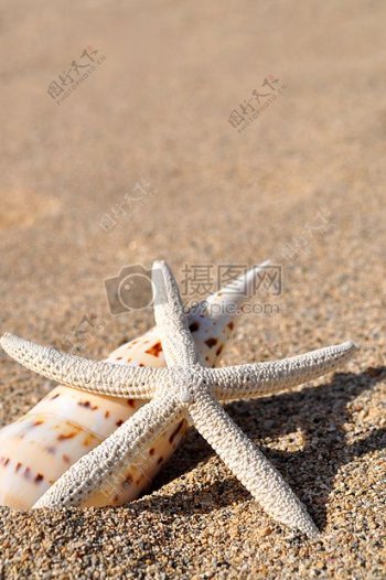 沙滩上面的海星