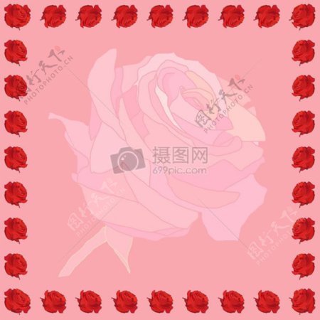 背景玫瑰红色鲜花粉色粉红色的花花卉
