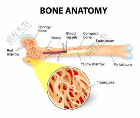 骨骼剖面图图片
