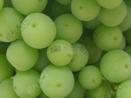 绿色的有机葡萄