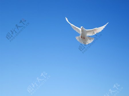 蓝天飞翔的鸽子图片