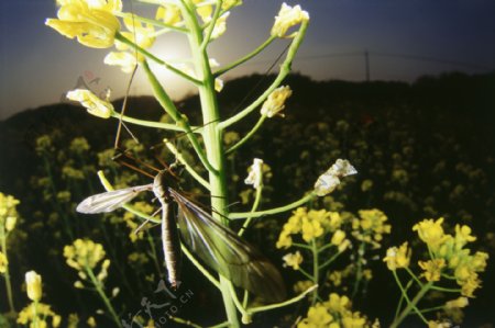 油菜花上的昆虫图片
