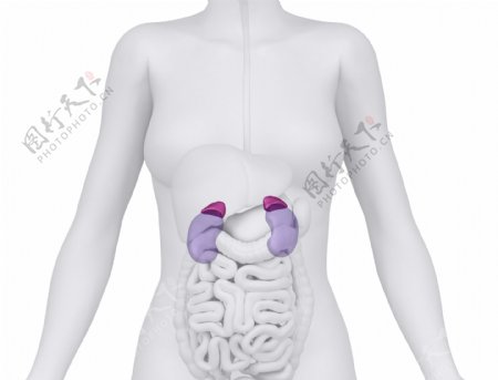 女性肾器官与肠子器官图片