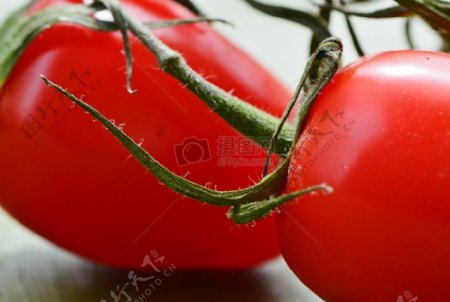 果园里的番茄