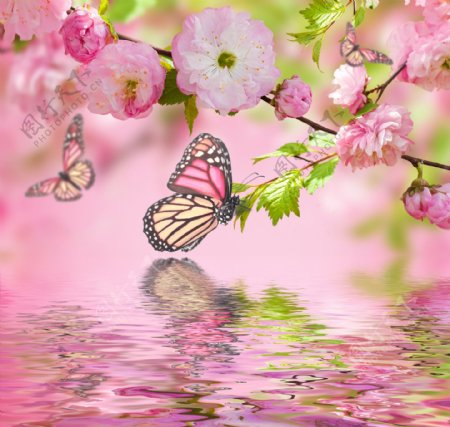 鲜花蝴蝶水纹摄影图片