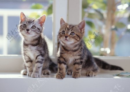 窗台上的两只花猫图片